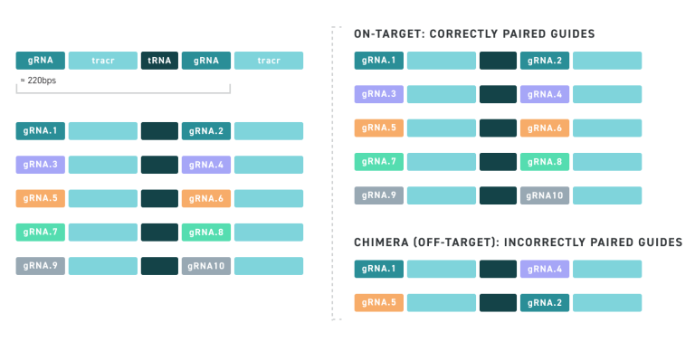 Cloned oligo pools chimera