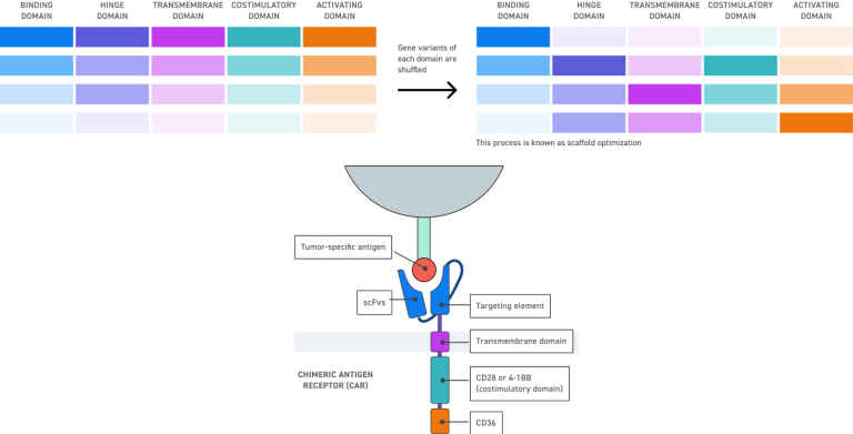 different-sequence-variants-scaffold-optimization