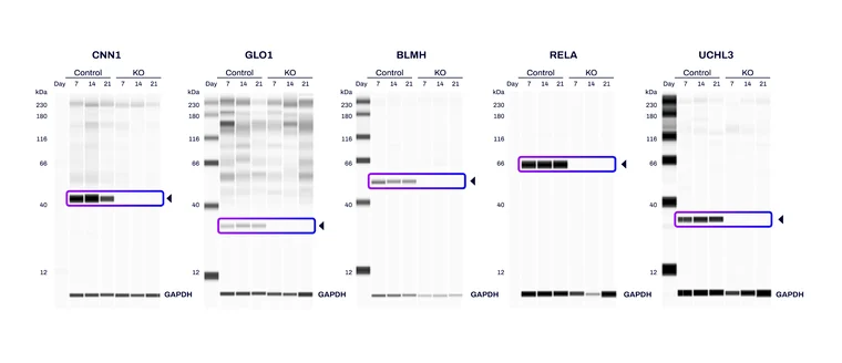 Protein Depletion - Gene Knockout Cells