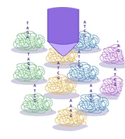 CID Sequencing - STOmics